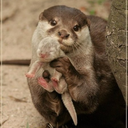 puppiesandplaybills avatar