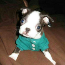 puppiestotherescue avatar