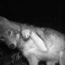 puppy-brained-punk avatar