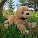 puppy-plushies avatar