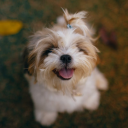 puppy-singalong avatar