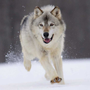 puppy-the-werewolf avatar