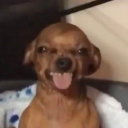 puppyboyumi avatar