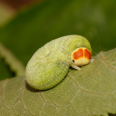 puppybutchtop avatar