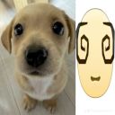 puppychowluvr avatar