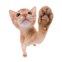 puppyfourever avatar