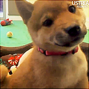 puppygifs avatar