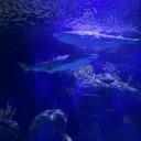 puppyplaygirl avatar