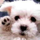 puppysizedhamilton avatar