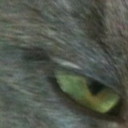 purdy-avatar-ninjawarriorxp avatar