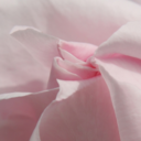 pure-pink-blog avatar