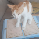 purebredhighlander avatar