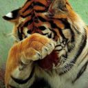 puregoldheart avatar