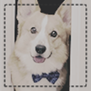 pureiimagination avatar