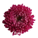 puroescepticismo avatar