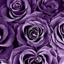 purple-edition-blog avatar