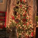 purple-iris-flower avatar