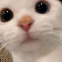 purple-moonrise avatar