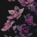 purple-orchid avatar