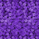 purple-paradoxical-pandemonium avatar