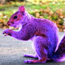 purple-squirrel avatar