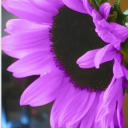 purple-sunflower-93 avatar