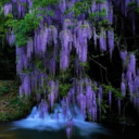 purple-wysteria avatar