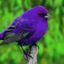 purple2bird avatar
