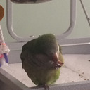 purplebunny546 avatar