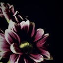 purplecrowqueen avatar