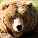 purplelucerne avatar