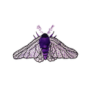 purplemoths avatar