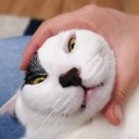 purpleobservationtaco avatar