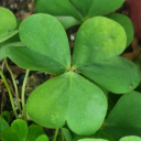 purpleparasol avatar