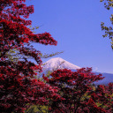 purplephoenix05 avatar