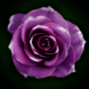 purplerose244 avatar