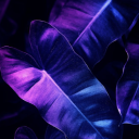 purpleruneleaf avatar