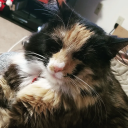 purplesphynx42 avatar