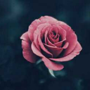 purplesweets4 avatar