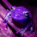 purpletoadsareeverywhere avatar