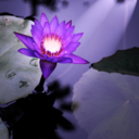 purpleyogi-blog-blog avatar