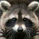 purplracoon avatar