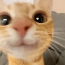 purrfectmemes avatar