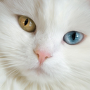 purrfectwhiskers avatar