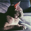 purringhelpsmesleep avatar