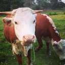 purrypurrycatcat avatar