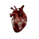 pushups-in-draag avatar