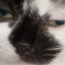 pusskinz-blog avatar