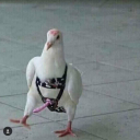 pussy-king420 avatar