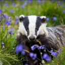 pussyfootings avatar